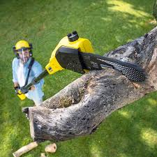 How Our Tree Care Process Works  in  Durand, MI