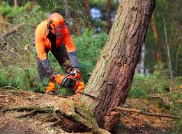 Best Seasonal Cleanup (Spring/Fall)  in Durand, MI