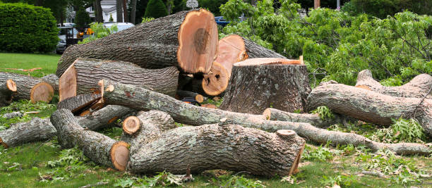 Best Tree Risk Assessment  in Durand, MI